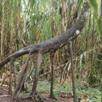 Tree with exposed roots in jungle