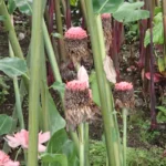 Pink torch ginger flowers among green stems