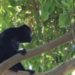 Monkey sitting on a tree branch