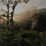 Sunlight filtering through misty rainforest trees