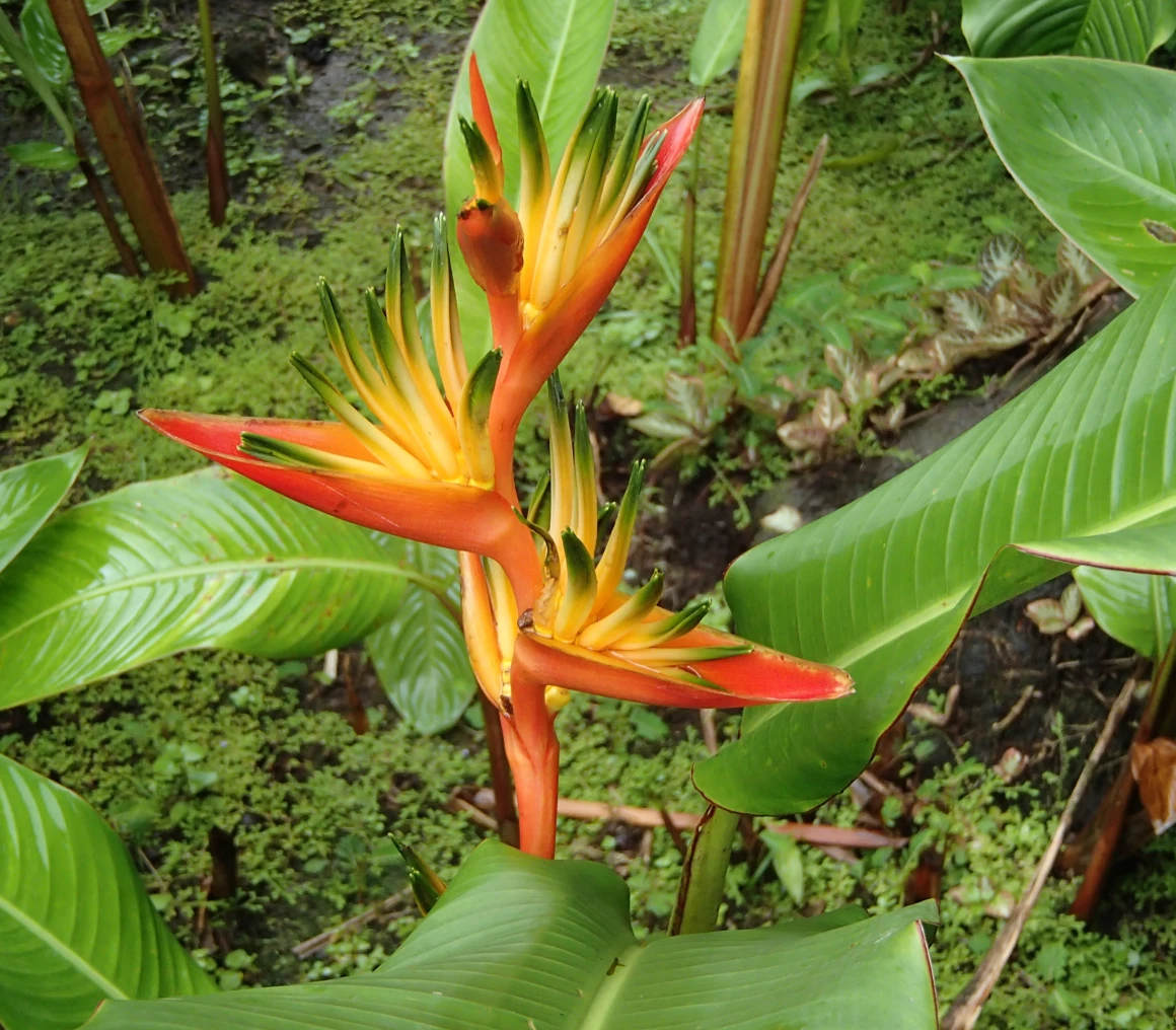 Exotic plant in lush greenery