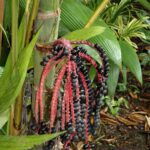A plant with long, hanging clusters of red and dark purple berries among green leaves.