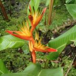 A vibrant orange and yellow heliconia flower with green leaves.