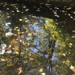 Reflection of trees and sky in a water puddle with floating leaves.