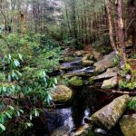 A peaceful forest stream flows over mossy rocks surrounded by lush greenery.