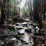 A serene forest stream flowing over rocks amidst tall trees.