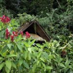 A small wooden hut surrounded by dense green foliage and red flowers.