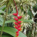 A vibrant red heliconia flower hanging among green foliage.