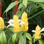 Yellow and white flowers with green leaves in a garden setting.