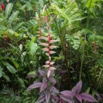 A tall flowering plant with pink buds and purple leaves in a lush green garden.