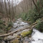 A serene forest stream flowing over rocks and fallen logs.